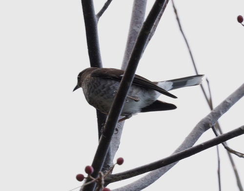 Scaly-breasted Thrasher (Allenia fusca), photo 7