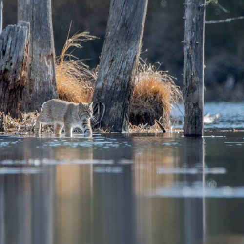 Bobcat photographed in Massachusetts