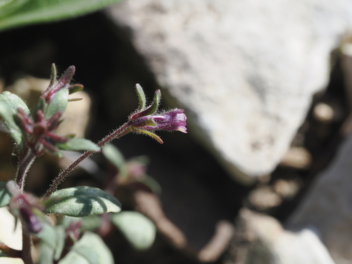 Red-leaved Toadflax (Chaenorhinum rubrifolium)