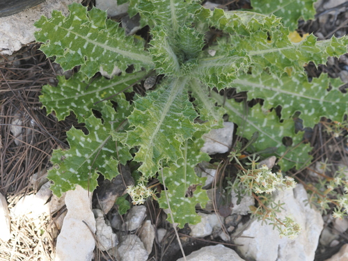 White-spotted Thistle (Tyrimnus leucographus)