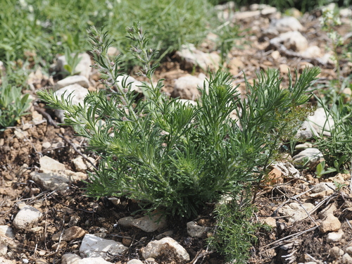 Ground-pine germander (Teucrium pseudochamaepitys)