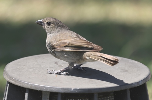 Barbados Bullfinch (Loxigilla barbadensis), photo 4