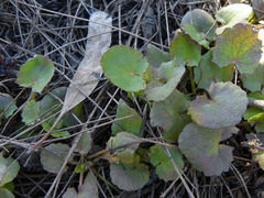 Centella cordifolia