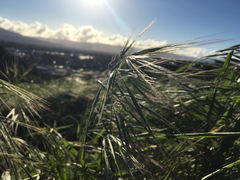 Bromus rigidus