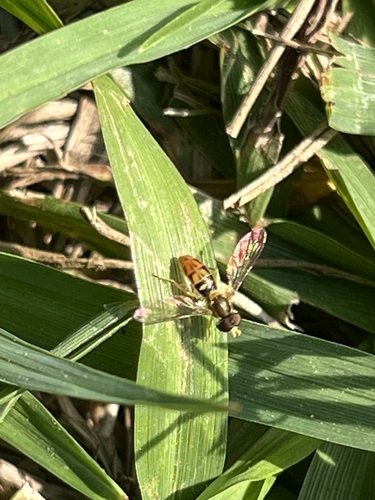Unknown species found near Rice Military, Houston, TX, USA