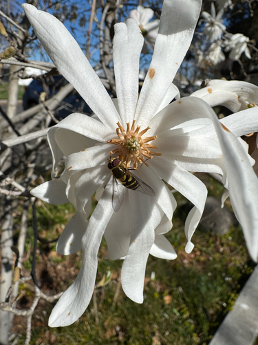 Unknown species found near Experiment Station Rd, Hermiston, OR, US