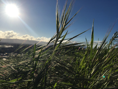 Bromus rigidus