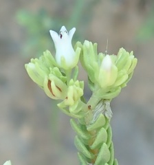 Crassula ericoides