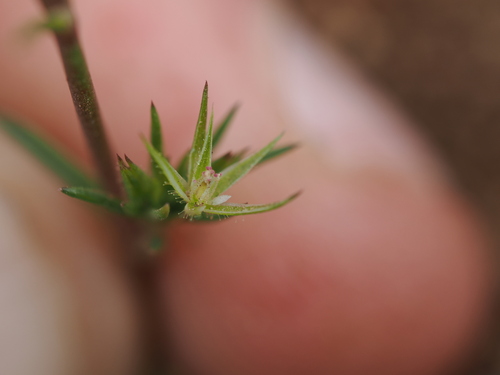 Mediterranean Sandwort (Sabulina mediterranea)