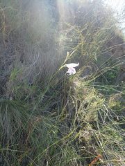 Gladiolus roseovenosus