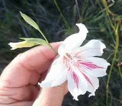 Gladiolus roseovenosus