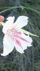 Gladiolus roseovenosus