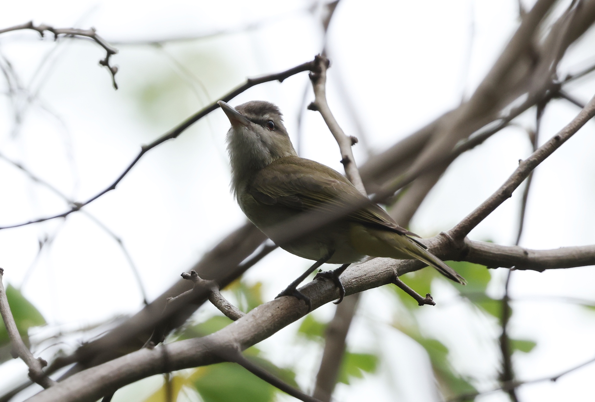 Black-whiskered Vireo (Vireo altiloquus), photo 4