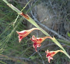 Gladiolus emiliae