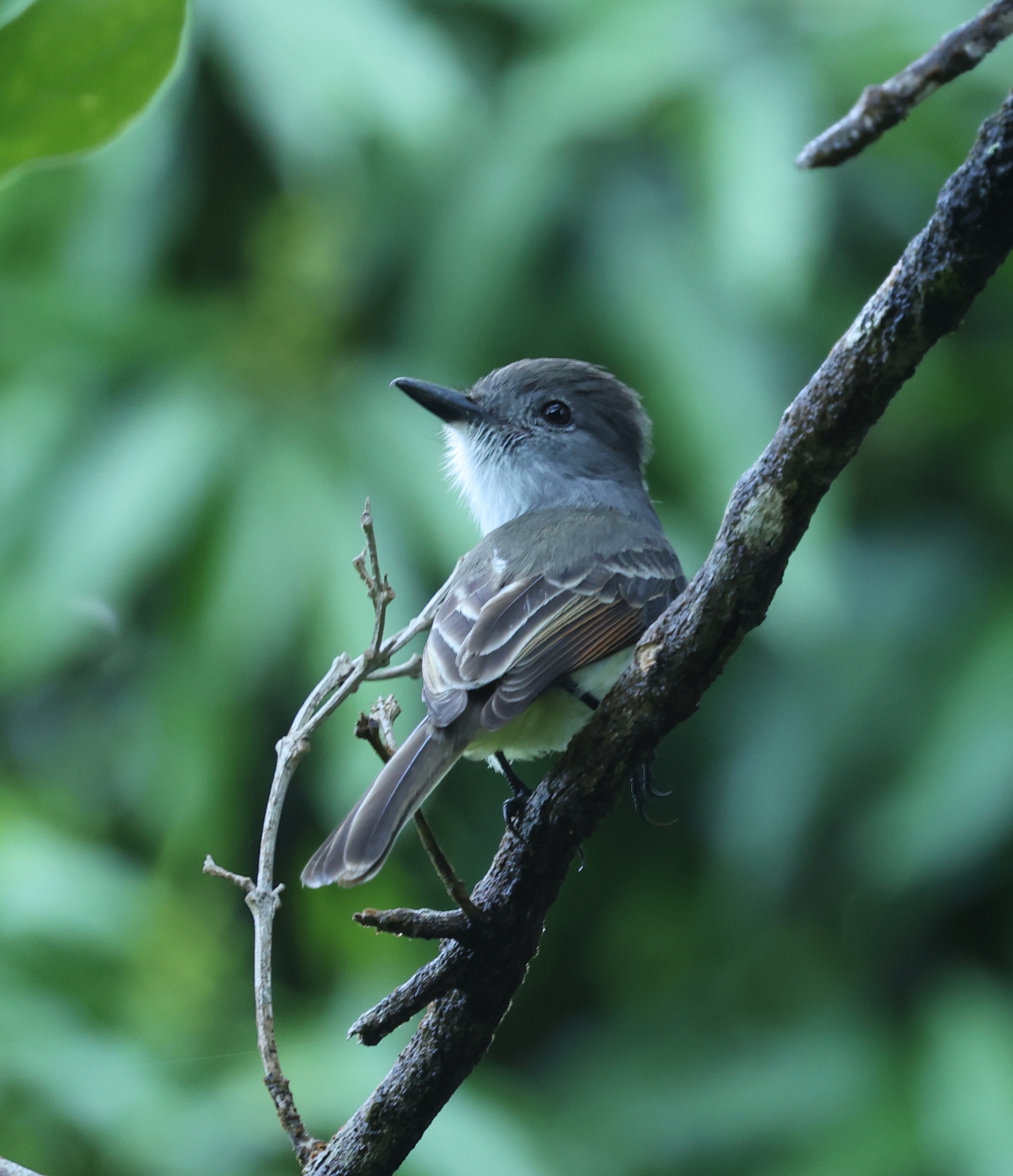 Lesser Antillean Flycatcher (Myiarchus oberi), photo 5