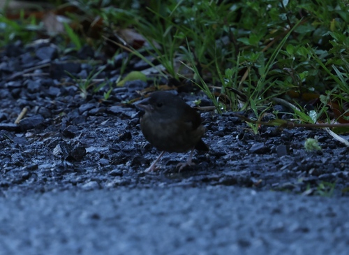 St. Lucia Black Finch (Melanospiza richardsoni), photo 5