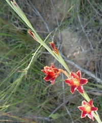 Gladiolus emiliae