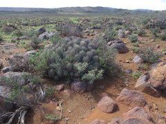 Euphorbia stellispina