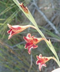 Gladiolus emiliae