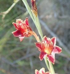 Gladiolus emiliae