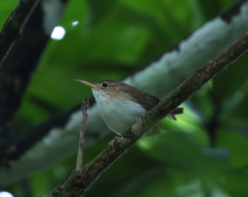 St. Lucia Wren (Troglodytes mesoleucus), photo 2