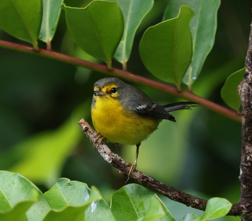 St. Lucia Warbler (Setophaga delicata), photo 8