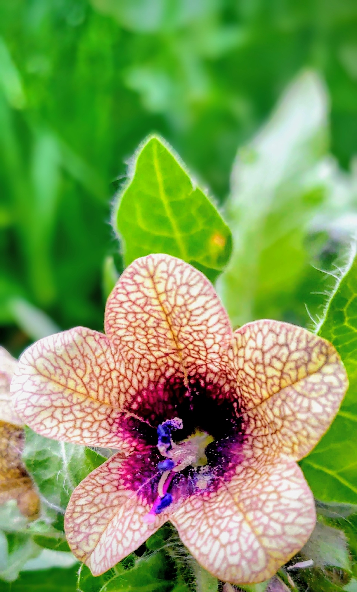 Black Henbane (Hyoscyamus niger)