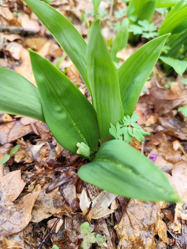 Ramsons