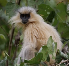 Trachypithecus geei