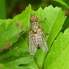 Dorycera judea