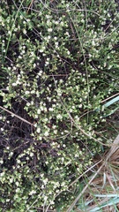 Diosma apetala