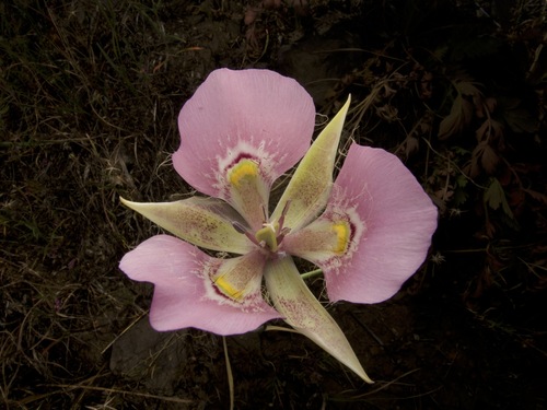 broadfruit mariposa lily (Calochortus nitidus)