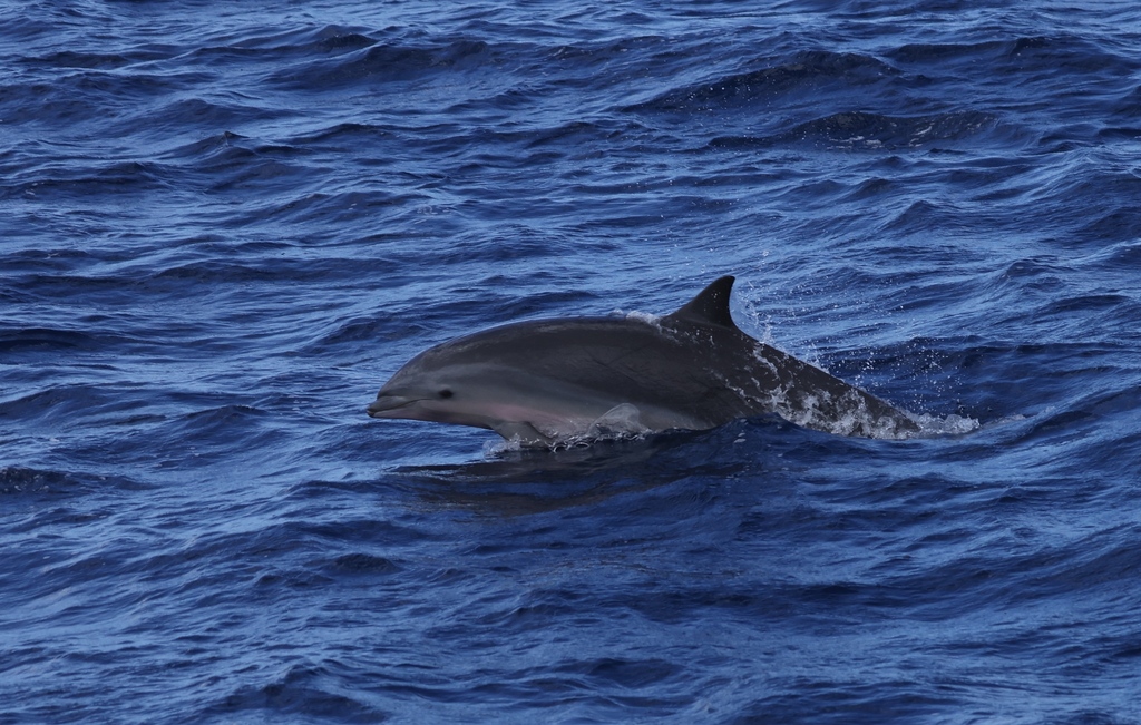 Fraser's dolphin leaping in deep blue water