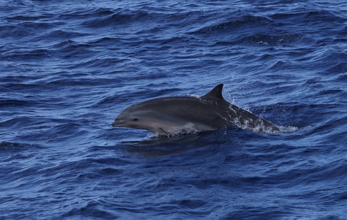 Fraser's Dolphin (Lagenodelphis hosei)