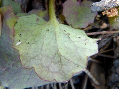 Centella cordifolia