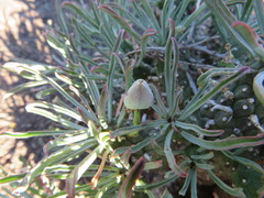 Euphorbia braunsii