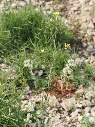 eastern rocket (Sisymbrium orientale)