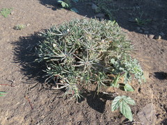 Euphorbia braunsii