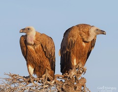 Gyps fulvus fulvescens