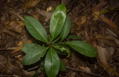 Cryptocarya sclerophylla