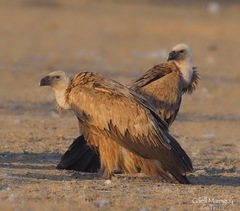 Gyps fulvus fulvescens