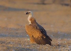 Gyps fulvus fulvescens