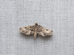 Lathrotelinae