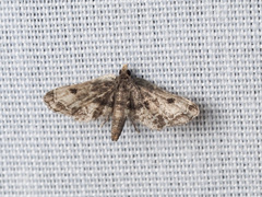 Lathrotelinae