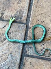 Dendroaspis angusticeps