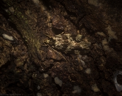 Barea eucapnodes