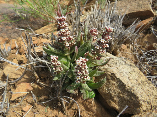 Purgosea sp. 'Hojas Angostas' 2