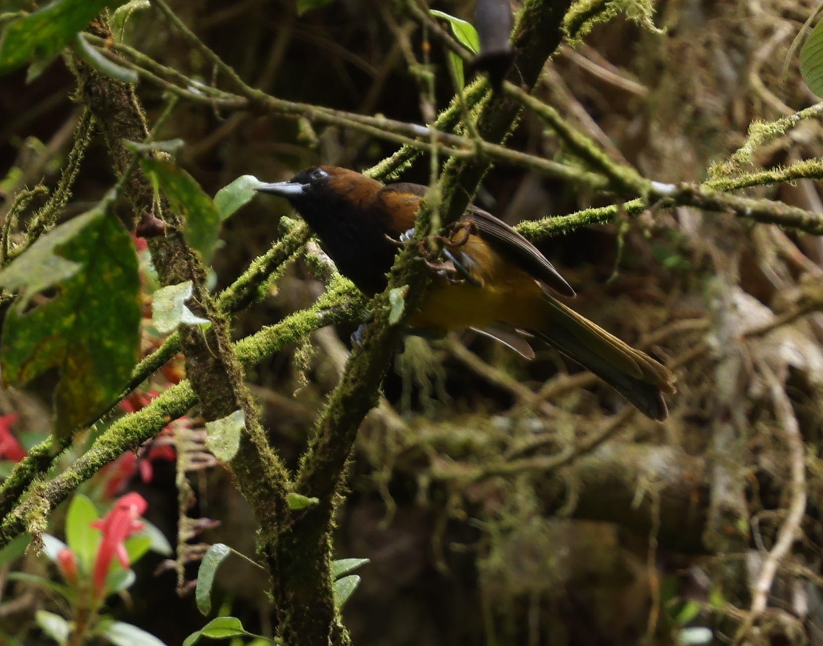 St. Lucia Oriole (Icterus laudabilis), photo 5