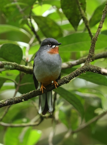 Rufous-throated Solitaire (Myadestes genibarbis), photo 8