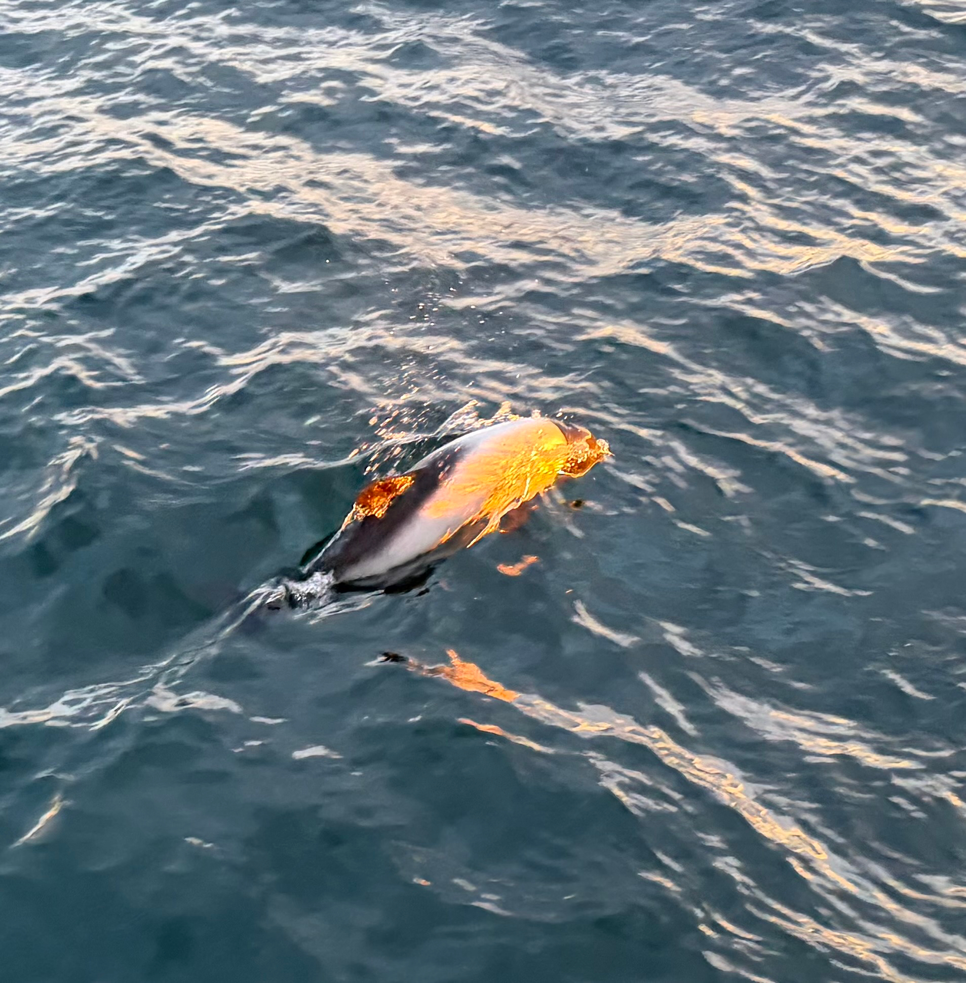 Cephalorhynchus commersonii